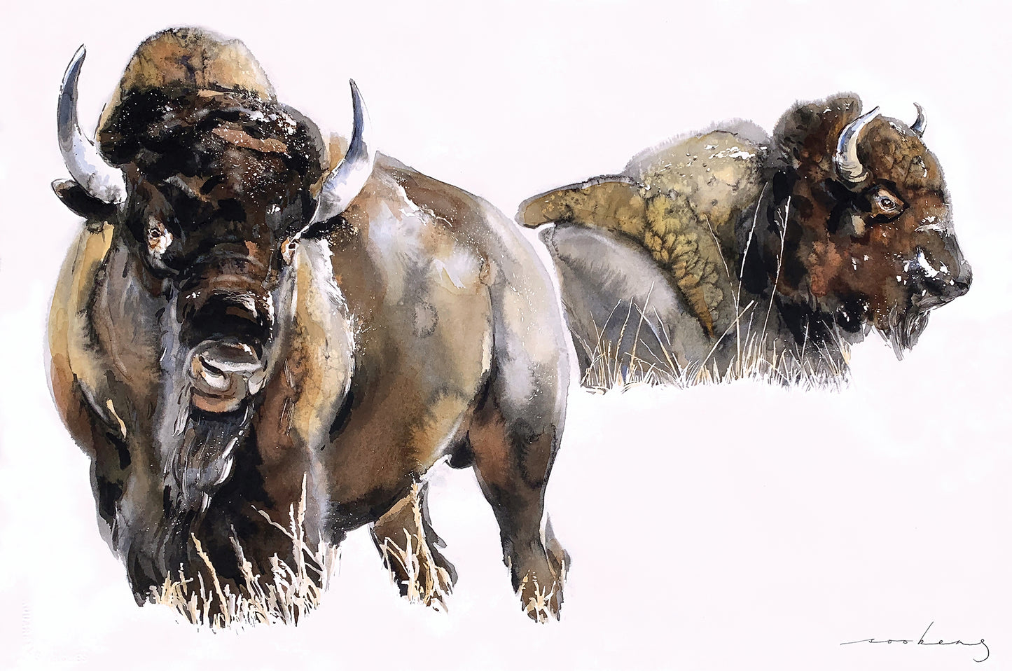 Bisons
