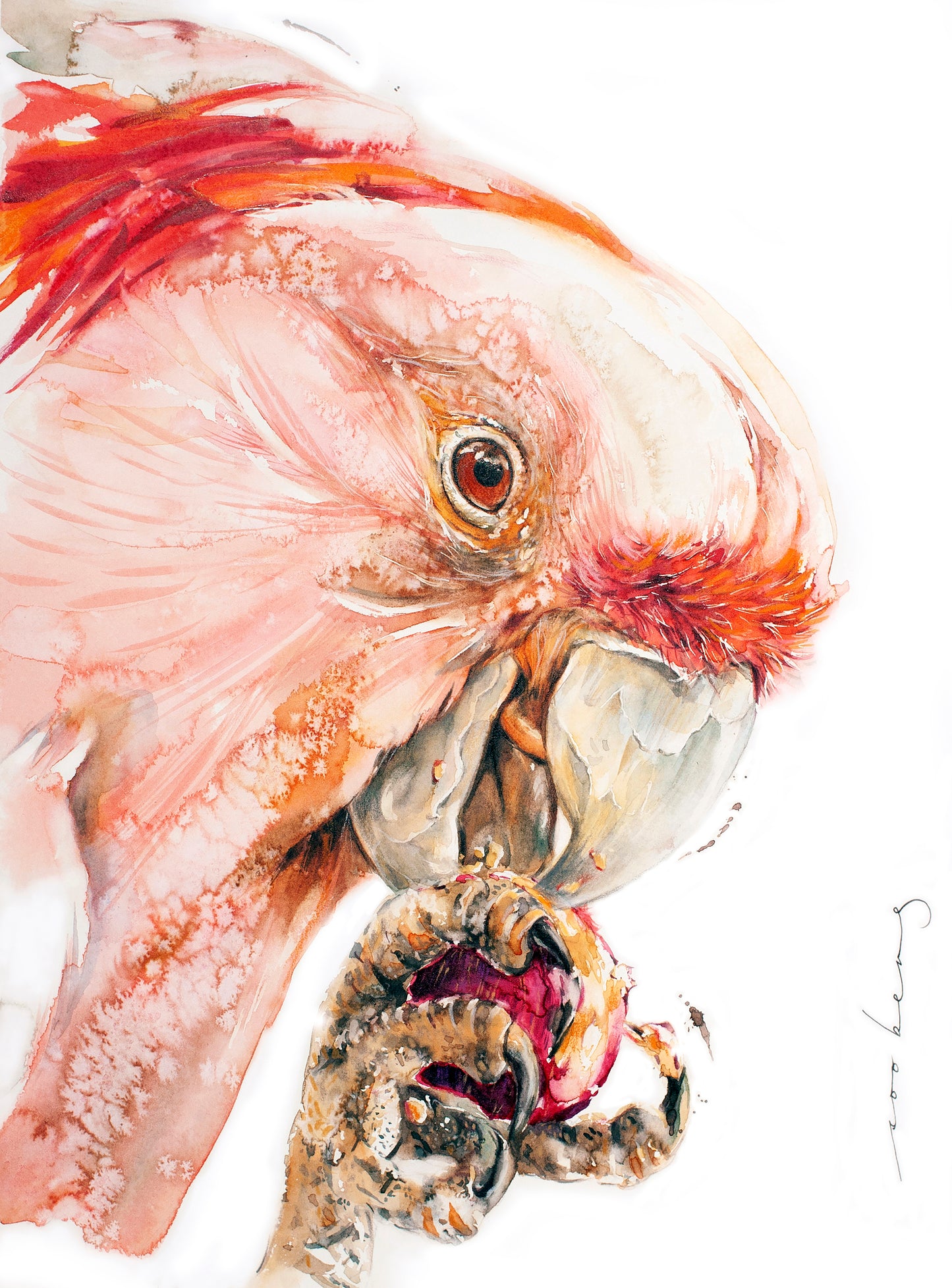 Cacatua