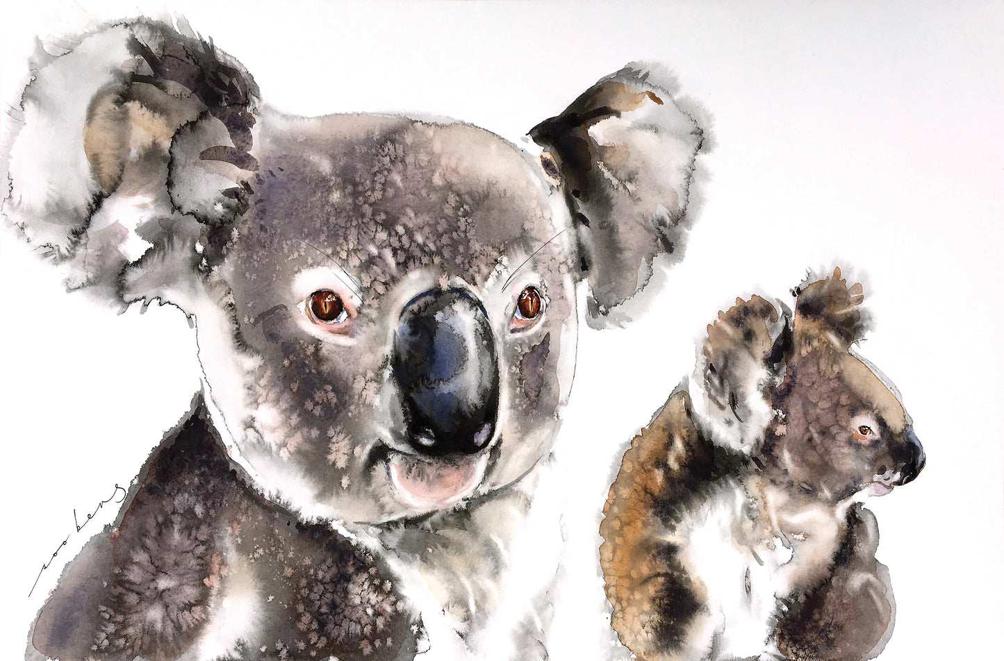 Koala Kinship