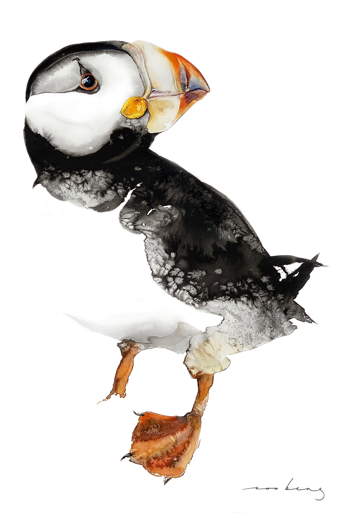 Puffin Wonder