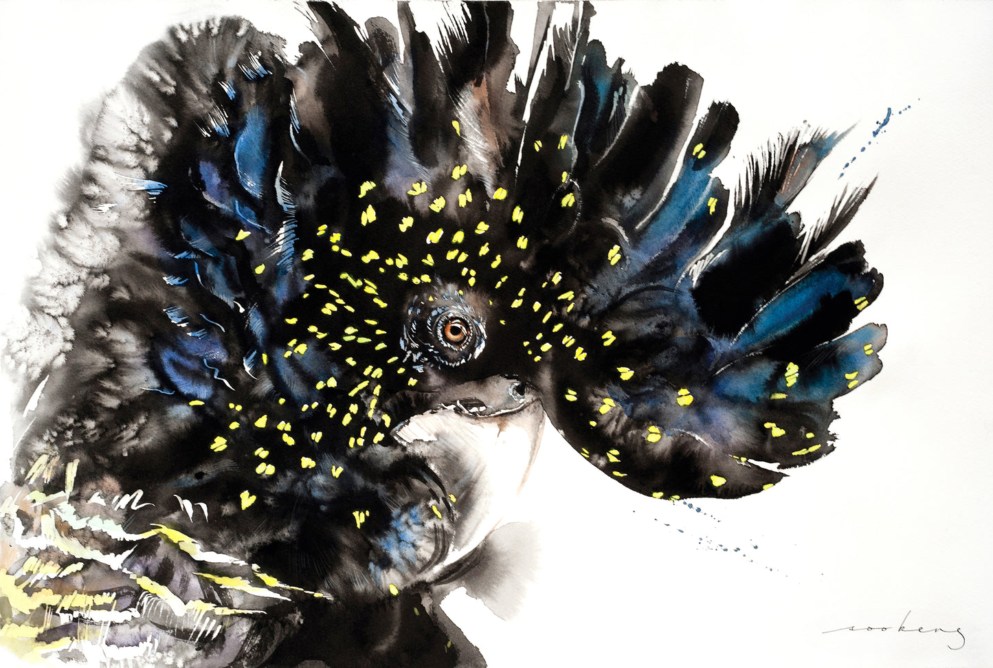 Australian Black Cockatoo
