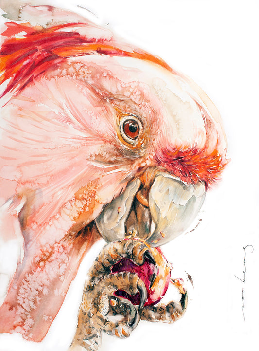 Cacatua