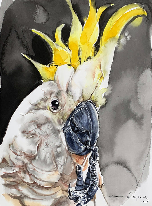 Cockatoo Flair
