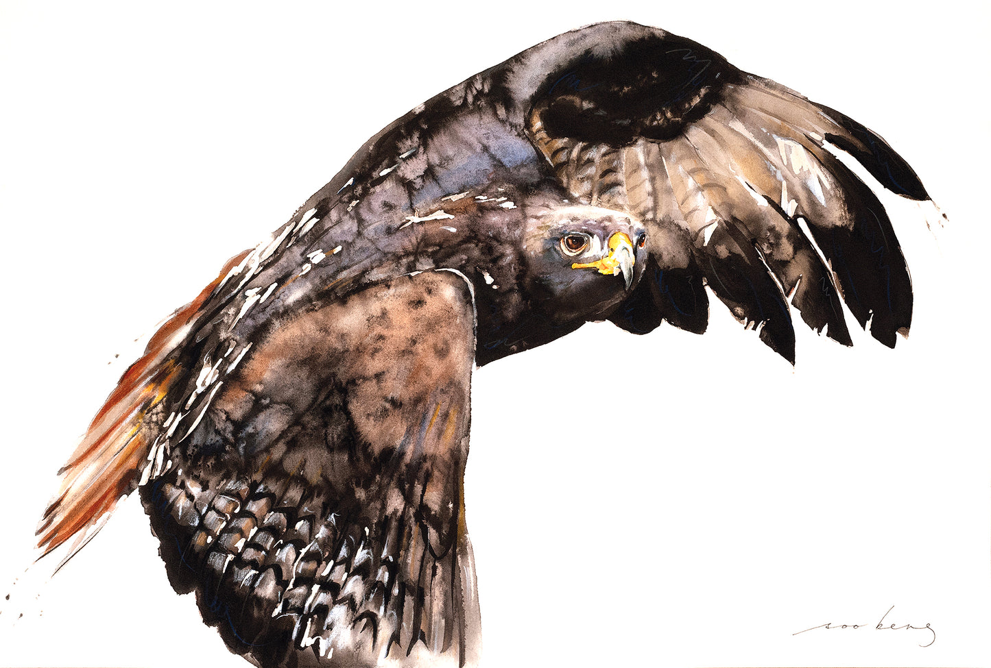 Falcon