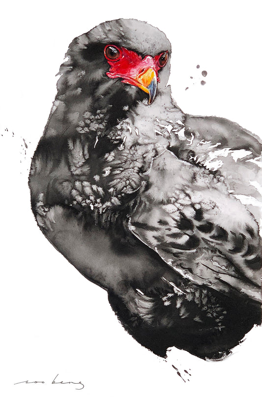 Hawk-Eagle
