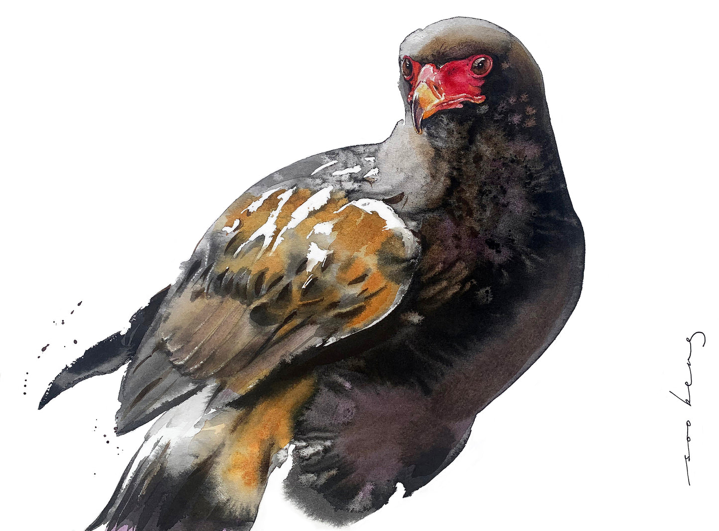 Hawk-Eagle2