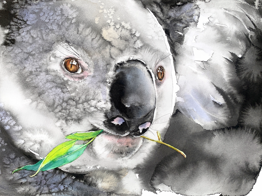 A Koala’s Delight