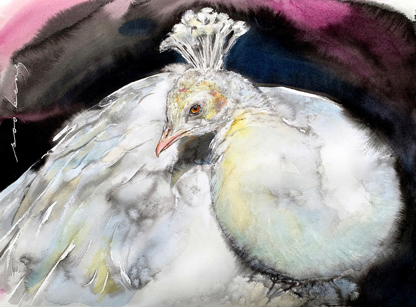 Ivory Peacock