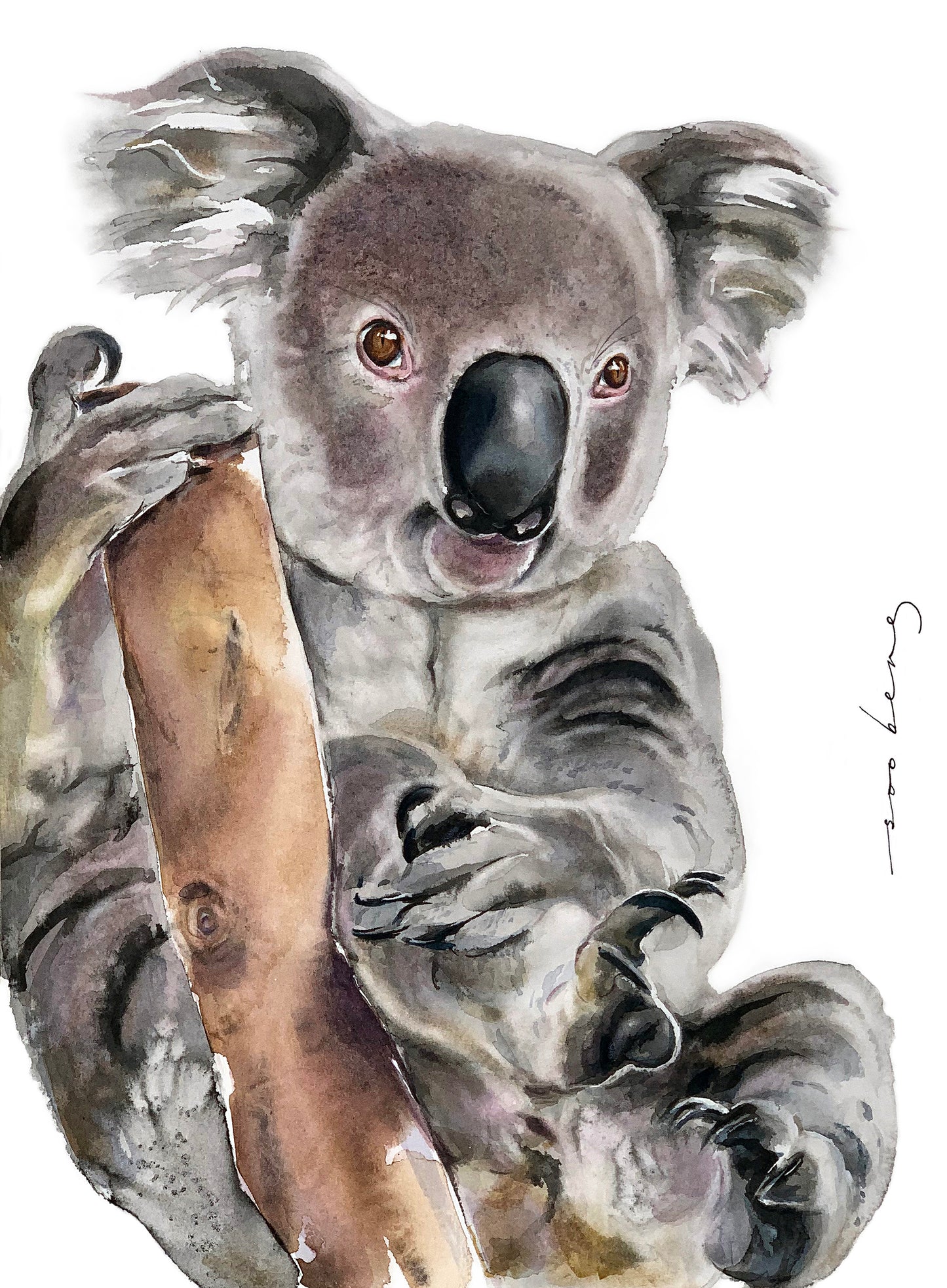 Koala Cuddles