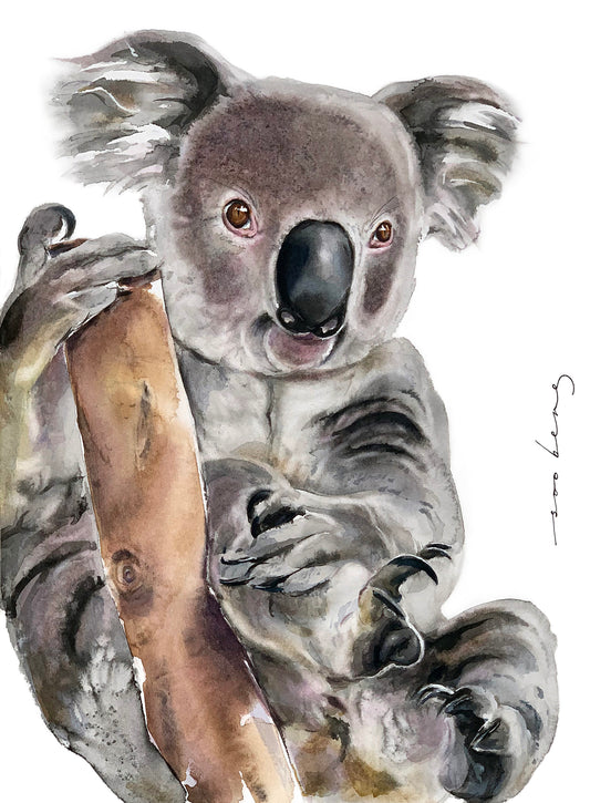 Koala Cuddles