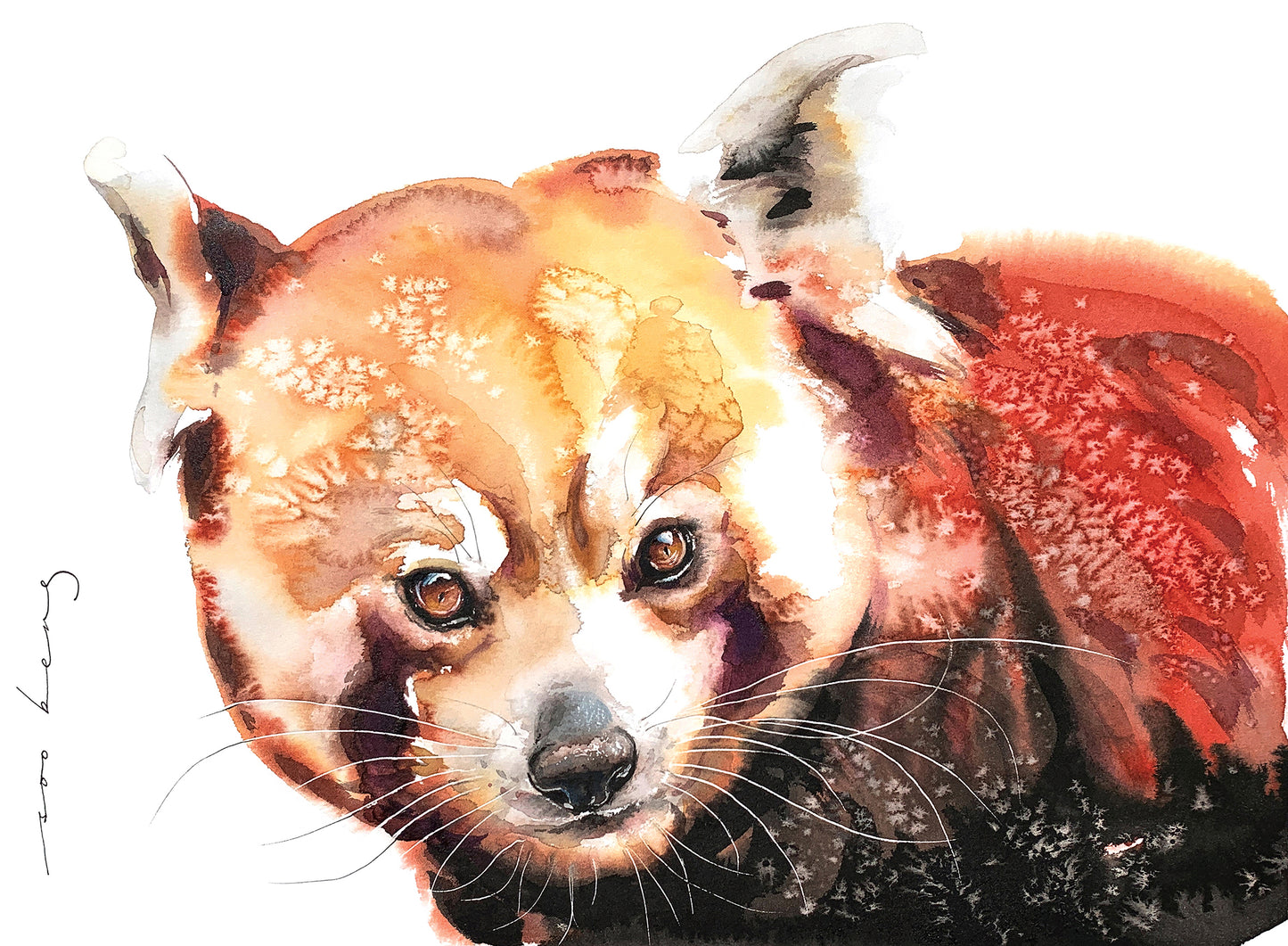 Red Bandit