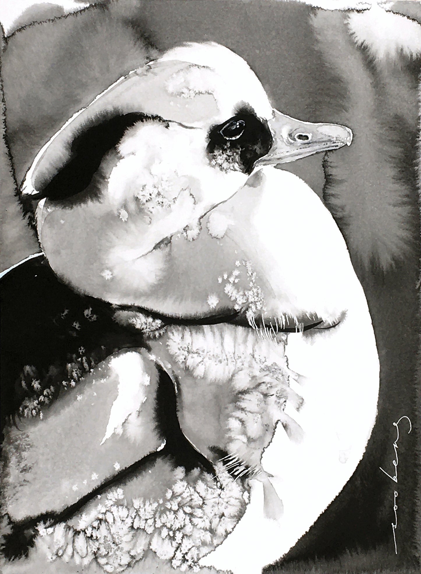 Smew Elegance