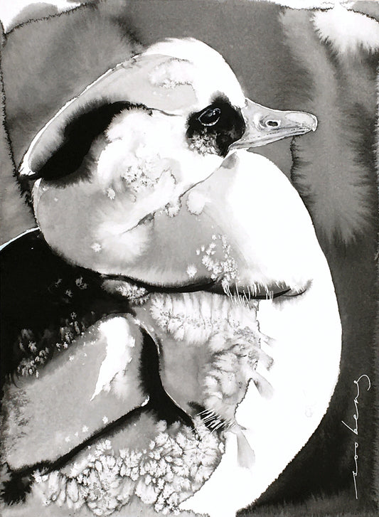 Smew Elegance