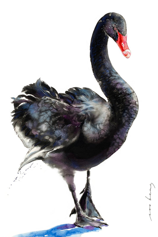 Velvet Swan