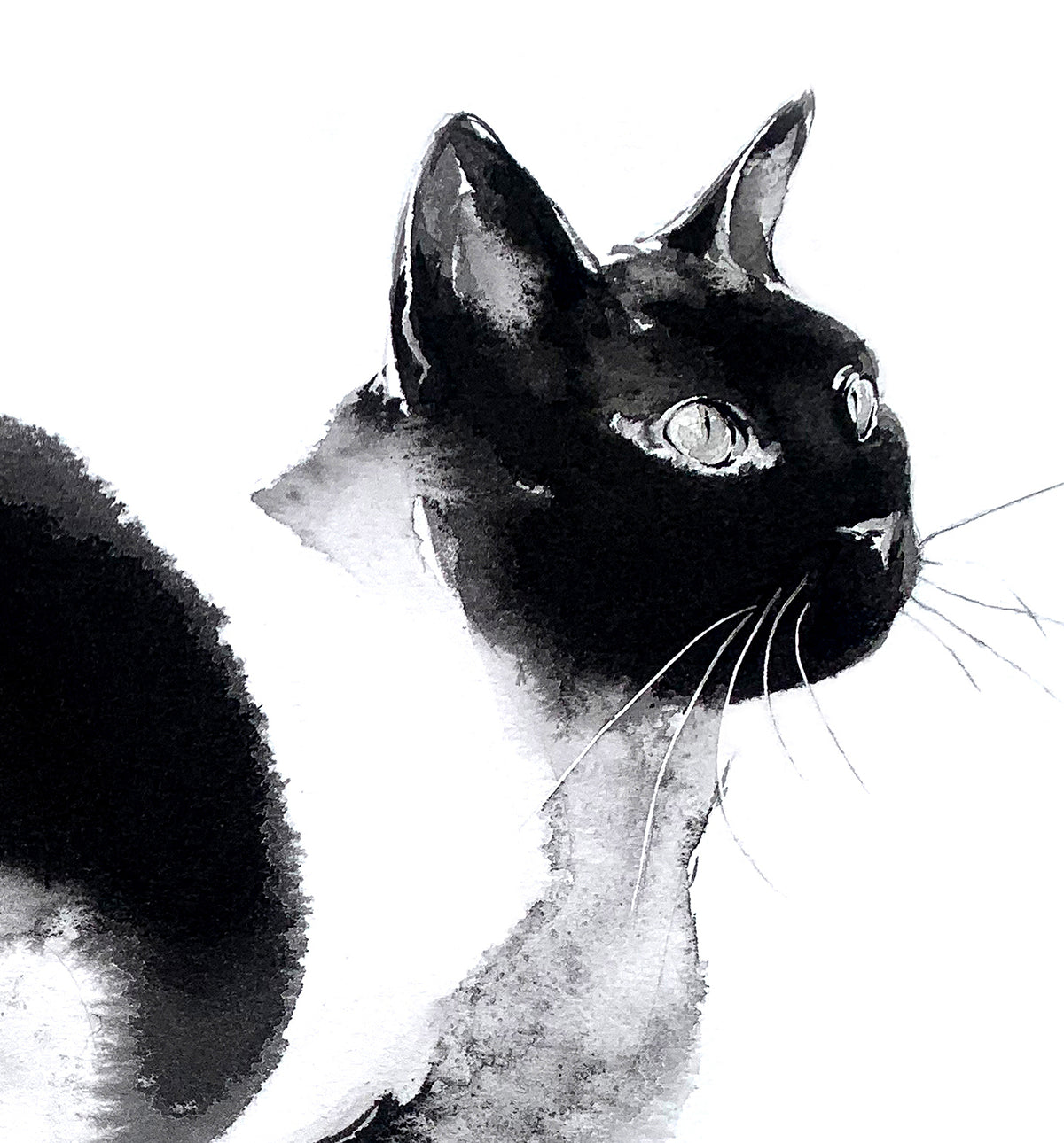 Midnight Prowl