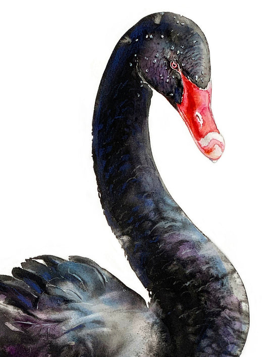 Velvet Swan